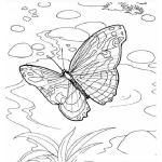 Dibujo para colorear mariposa volando sobre un rio para colorear