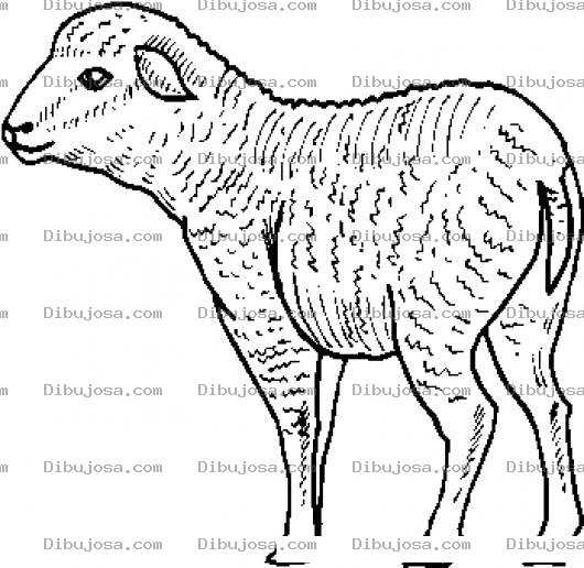 Dibujo para colorear Colorear Oveja Sin Lana