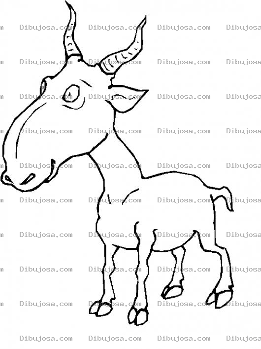 Dibujo para colorear Colorear Cabra De Cuernos Chiquitos