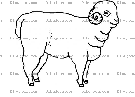 Dibujo para colorear Colorear Carnero
