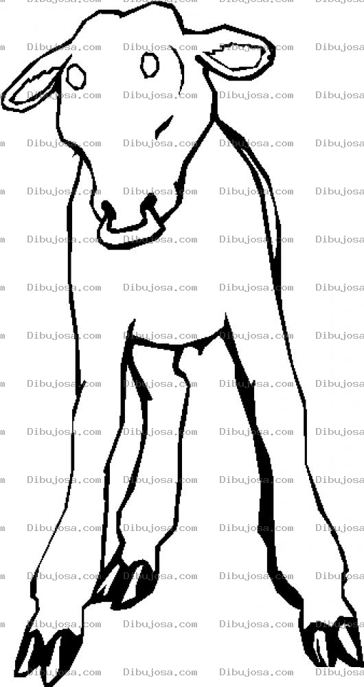 Dibujo para colorear Colorear Novillo Con Arete En La Nariz