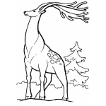 Dibujo para colorear Colorear Alce De Grandes Cachos