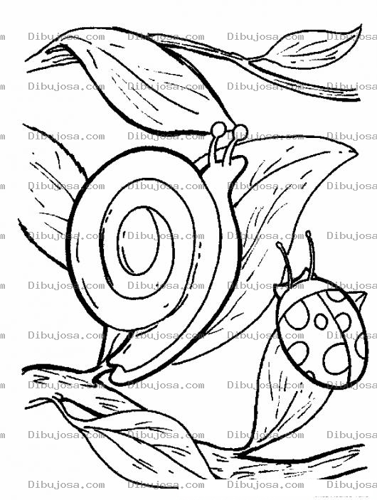 Dibujo para colorear Colorear Caracolito Y Mariquita