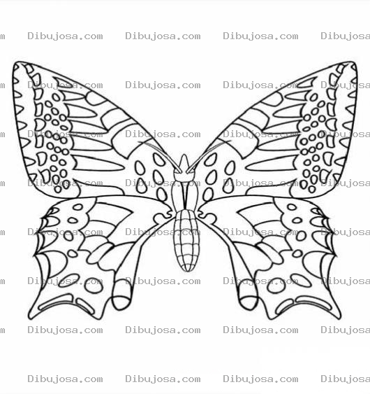 Dibujo para colorear mariposa con alas grandes para dibujar